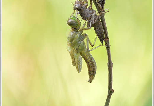 Vierfleck (Libellula quadrimaculata)