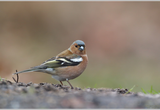 Buchfink (Fringilla coelebs)
