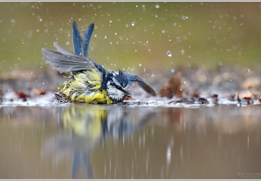 Blaumeise (Parus caeruleus)