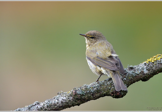 Zilpzalp (Phylloscopus collybita)