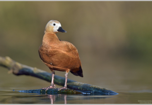 Rostgans (Tadorna ferruginea)