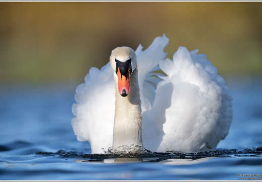 Höckerschwan (Cygnus olor)