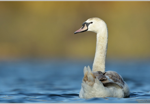 Höckerschwan (Cygnus olor)