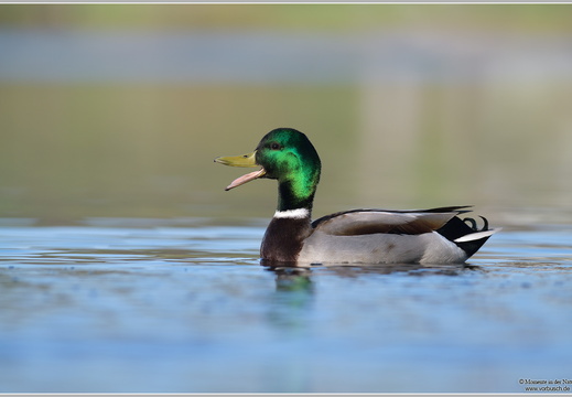 Stockente (Anas platyrhynchos)