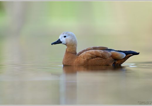 Rostgans (Tadorna ferruginea)