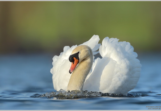 Höckerschwan (Cygnus olor)