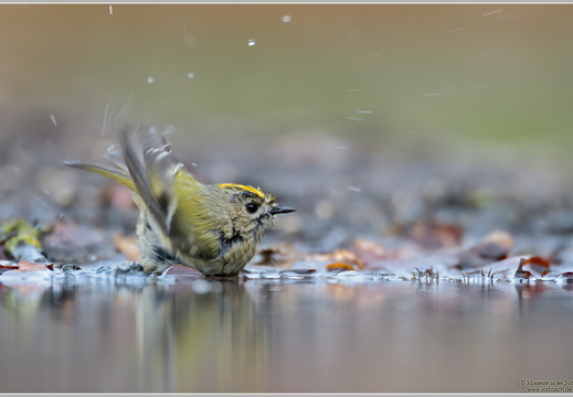 Wintergoldhähnchen (Regulus regulus)