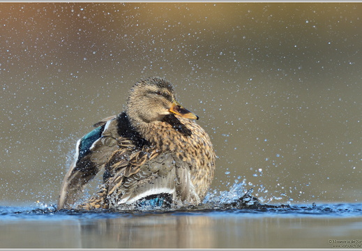 Stockente (Anas platyrhynchos)
