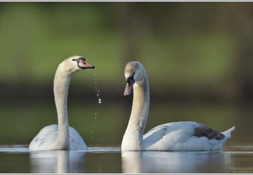 Höckerschwan (Cygnus olor)