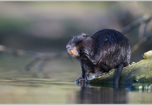 Nutria (Myocastor coypus)