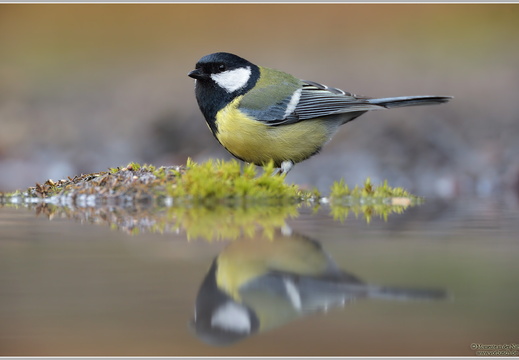 Kohlmeise (Parus major)