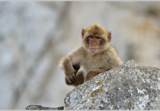 Berberaffe, Magot (Macaca sylvana)