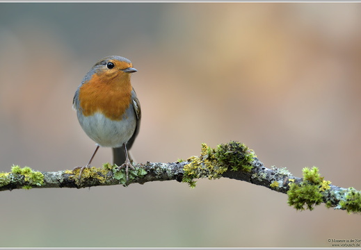 Rotkehlchen (Erithacus rubecula)