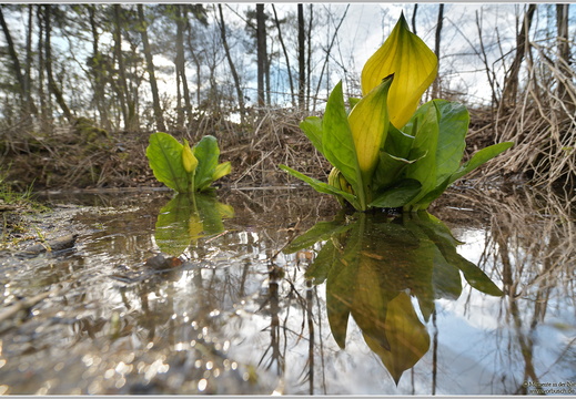 Amerikanischer Riesanaronstab Stinkerkohl (Lysichiton americanus)
