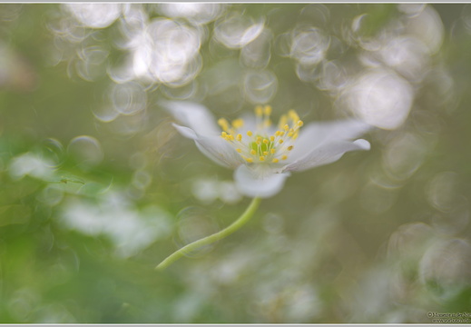Buschwindroeschen (Anemone nemorosa)