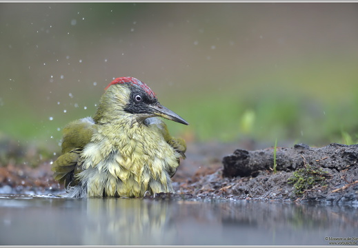 Grünspecht (Picus viridis)