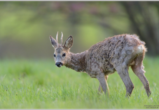 Reh (Caperolus caperolus)
