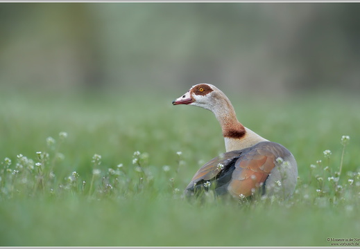 Nilgans (Alopochen aegyptiacus)