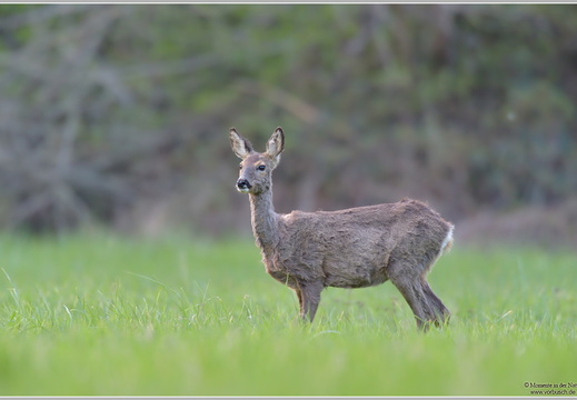 Reh (Caperolus caperolus)