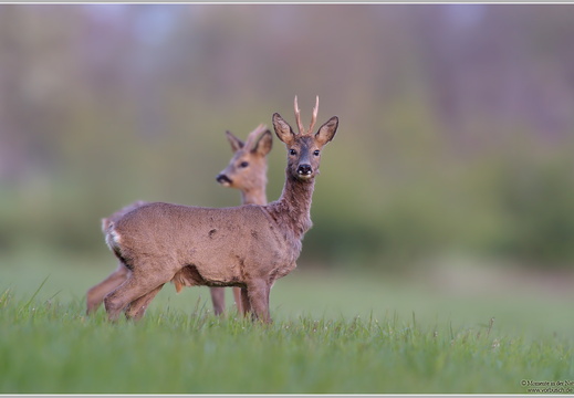 Reh (Caperolus caperolus)
