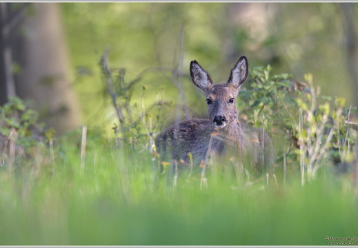 Reh (Caperolus caperolus)