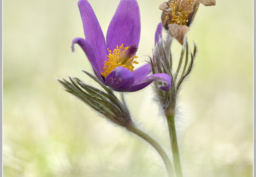 Küchenschelle (Pulsatilla vulgaris)