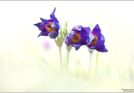 Küchenschelle (Pulsatilla vulgaris)