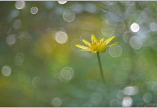 Scharbockskraut (Ranunculus ficaria)