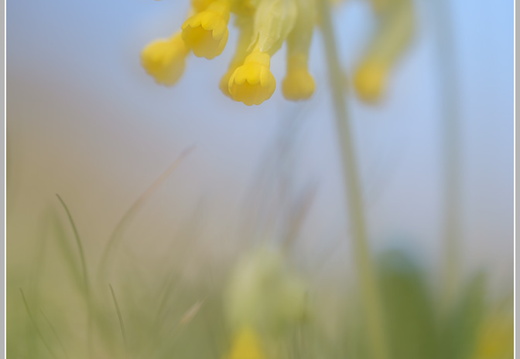 Schlüsselblume (Primula veris)