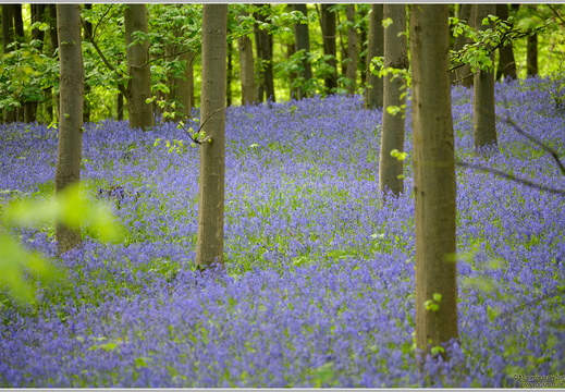 Atlantisches Hasenglöckchen (Hyacinthoides non-scripta)