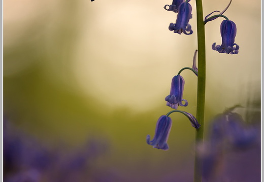 Atlantisches Hasenglöckchen (Hyacinthoides non-scripta)