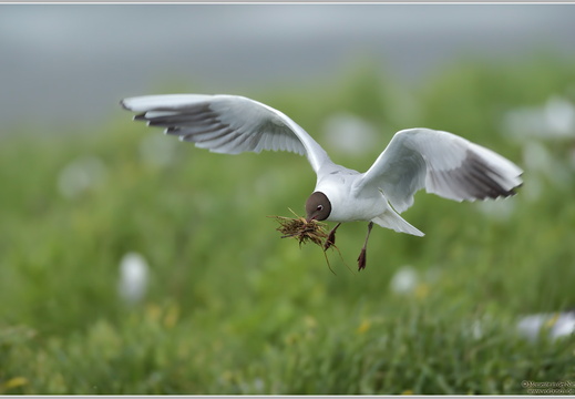 Lachmöwe (Larus ridibundus)