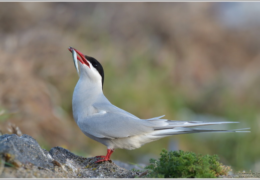 Küstenseeschwalbe (Sterna paradisaea)