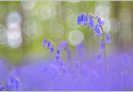Atlantisches Hasenglöckchen (Hyacinthoides non-scripta)