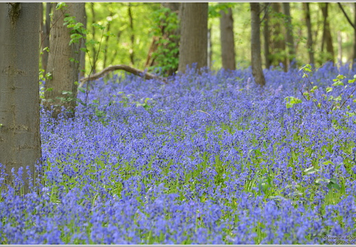 Atlantisches Hasenglöckchen (Hyacinthoides non-scripta)