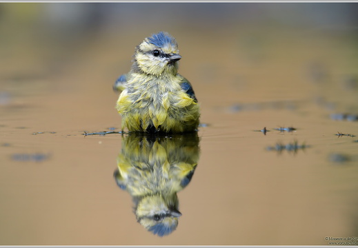 Blaumeise (Parus caeruleus)