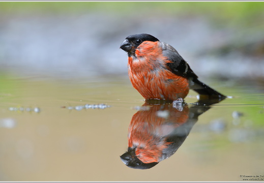 Gimpel (Pyrrhula pyrrhula)