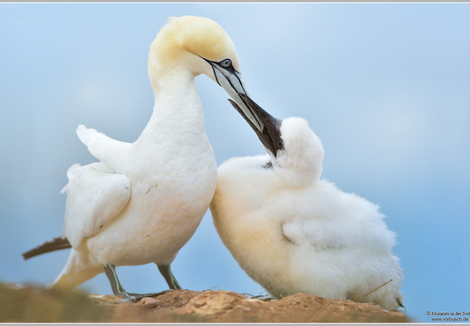 Basstölpel (Sula bassana)