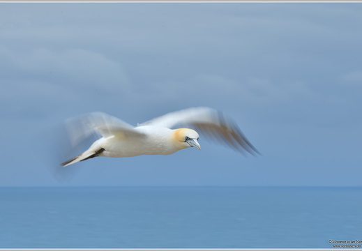 Basstölpel (Sula bassana)