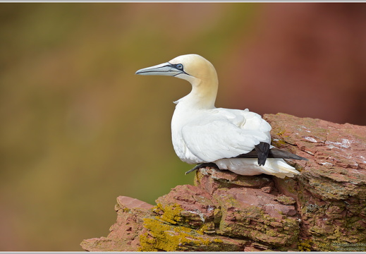 Basstölpel (Suls bassana)