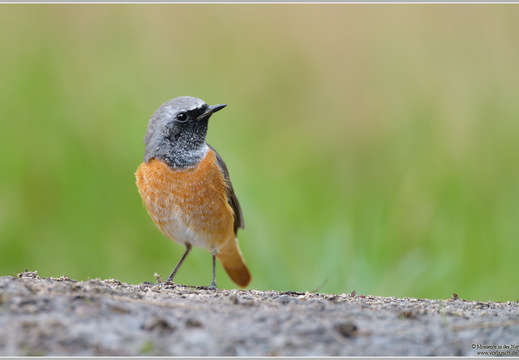 Gartenrotschwanz (Phoenicurus phoenicurus)