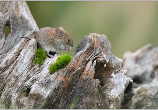 Feldmaus (Microtus arvalis)