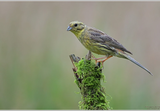 Goldammer (Emberiza citrinella)