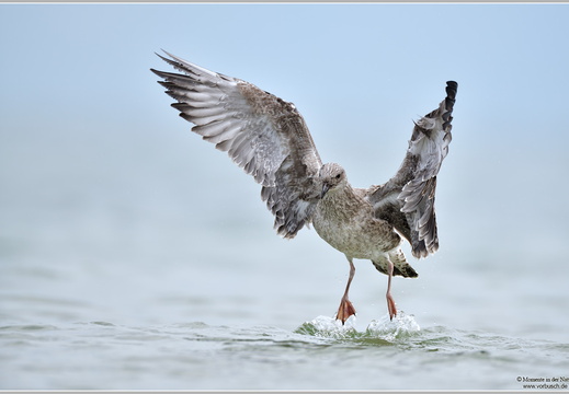 Silbermöwe Larus argentatus