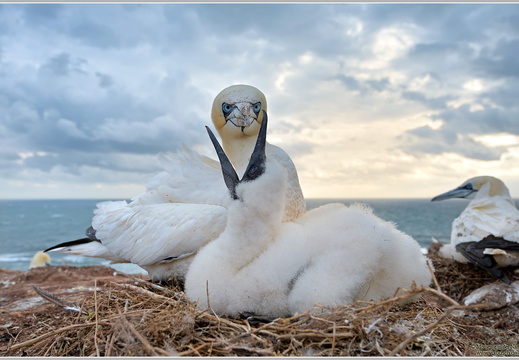 Basstölpel (Sula bassana)