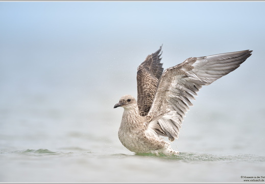 Silbermöwe (Larus argentatus)