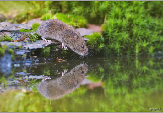 Wühlmaus (Arvicolinae)