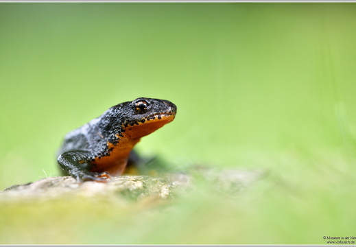 Bergmolch (Triturus alpestris)