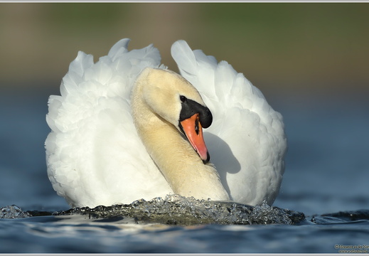 Höckerschwan (Cygnus olor)