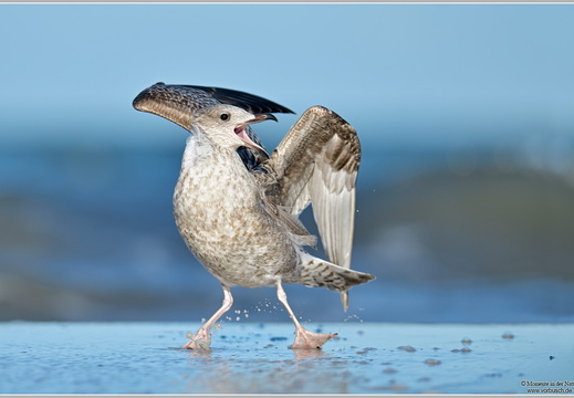Silbermöwe (Larus argentatus)